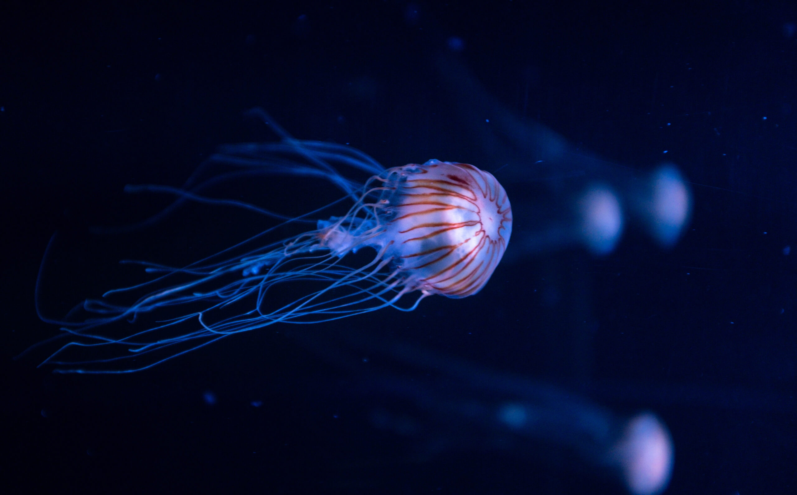 © Filipp Romanovski, Unsplash